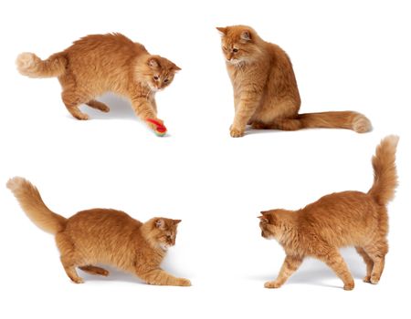 adult fluffy red cat plays with a red ball, cute animal isolated on a white background, set