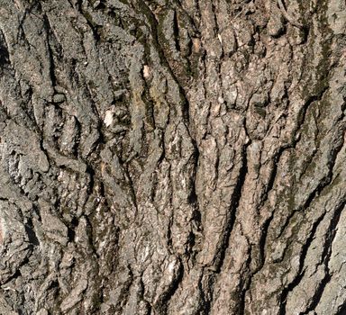 growing tree bark texture, fragment, full frame, close up