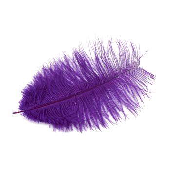 dyed purple ostrich feather isolated on white background, close up