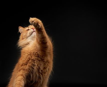 adult red cat raised his front paw up, animal is played on a black background, cute face
