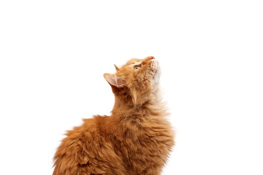 muzzle adult large fluffy red ginger domestic cat sits sideways isolated on a white background, animal lifted the head up