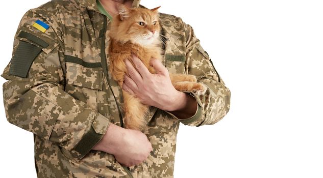 man warrior in the uniform of the Ukrainian army holds an adult red cat under his clothes, man is isolated on a white background, concept of kindness