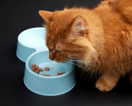 adult red cat eats food from a blue plastic bowl on a black background, close up