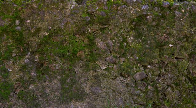 texture of a gray cement wall with green moss, full frame, element for a designer
