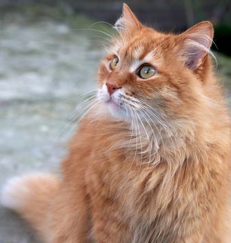 portrait of an adult ginger cat, close up