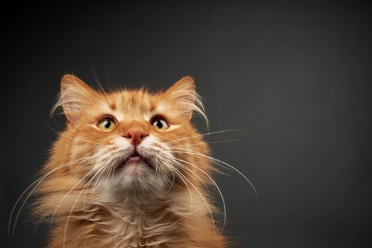 portrait of an adult ginger red cat with a large white mustache, the animal poses on a black background, on the right is a place for inscription