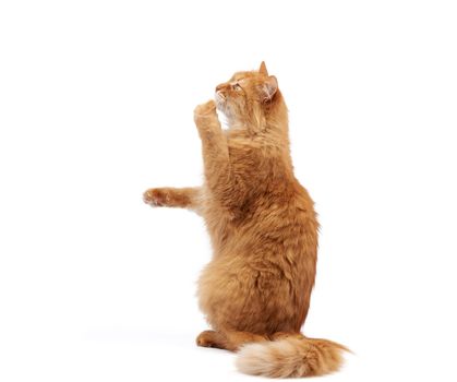 adult fluffy red cat sits on its hind legs, front paws pulls up, animal sits sideways and isolated on a white background