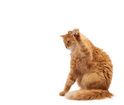 Cute adult fluffy red cat sitting and raised its front paws up, imitation of holding any object, animal isolated on a white background