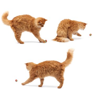 adult fluffy red cat plays with a red ball on a white background, cute animal isolated on a white background, set. animal in various poses