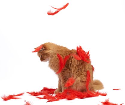 adult fluffy red cat sits sideways in the midst of flying red feathers on a white background, animal sits sideways