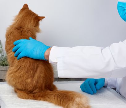 veterinarian man in a white medical coat and blue sterile gloves sits at a table and examines an adult fluffy red cat, vet workplace, white background