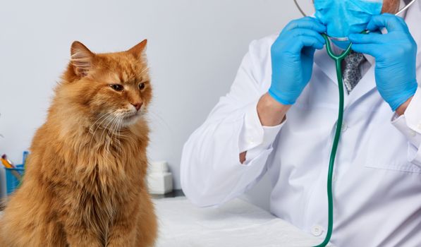 veterinarian man in a white medical coat and blue sterile gloves sits at a table and examines an adult fluffy red cat, vet workplace, white background