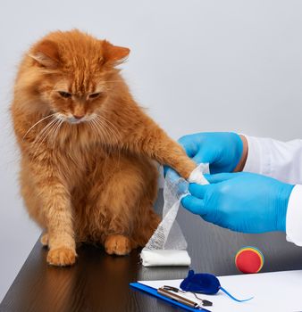 veterinarian man in a white medical coat and blue sterile gloves sits at a table and bandaging his paw to an adult fluffy red cat, vet workplace, white background