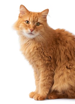 portrait of an adult fluffy red cat, the animal sits sideways and looks at the camera on a white isolated background