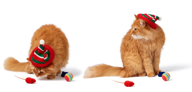 big red fluffy cat sits on an isolated white background in a red hat, next to it are toys for an animal, set
