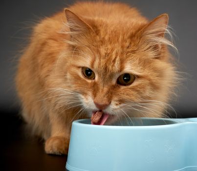 adult red cat eats food from a blue plastic bowl on a black background, close up