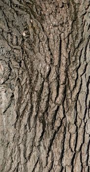growing tree bark texture, fragment, full frame
