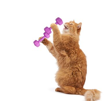 adult fluffy red cat holds lilac dumbbells for sports in its paws, animal looks away, its mouth is open in a scream and its fangs are visible. Funny cat isolated on white background