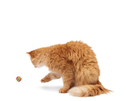 adult fluffy red cat plays with a red ball on a white background, cute animal isolated on a white background