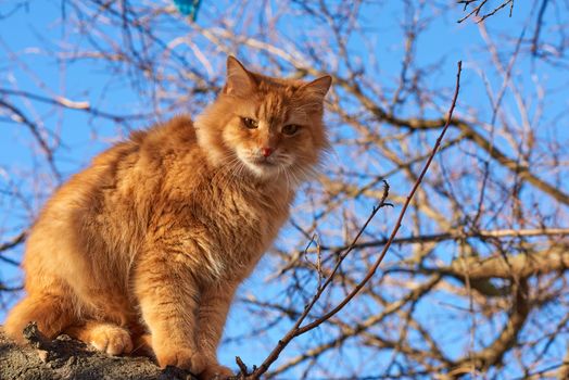 adult fluffy red cat sits on a tree branch, sunny day