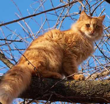 adult fluffy red cat sits on a tree branch, sunny day