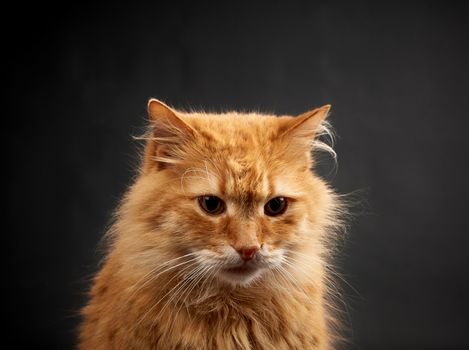 portrait of adult ginger cat with big white mustache, animal posing on black background, close up