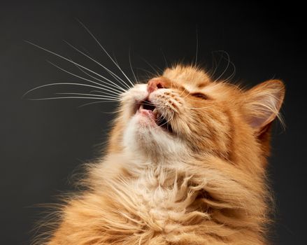 portrait of adult ginger cat with big white mustache, animal posing on black background, close up