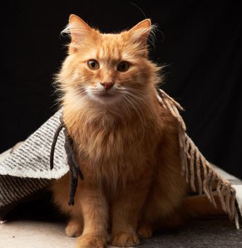 adult red cat with white mustache sits on a woolen blanket, dark background, animal is looking at the camera