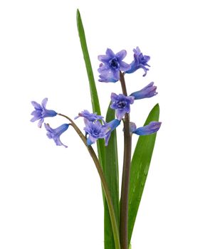 bouquet of blue blooming oriental hyacinth isolated on a white background, spring flowers