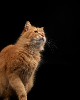 adult fluffy red cat sits sideways, cute face, animal isolated on black background
