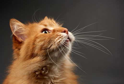 portrait of adult ginger cat with big white mustache, animal posing on black background, close up