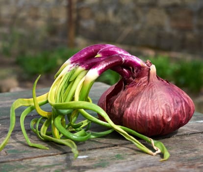 red onion with sprouted green leaves on a wooden background, close up