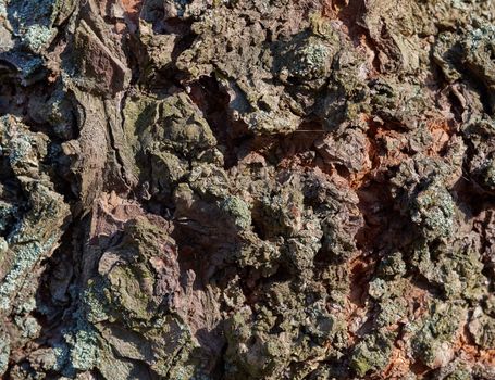 old gray ash bark texture, full frame, element for designer, close up