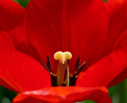 red bloomed tulip with green leaves, yellow pestle, sunny day, close up