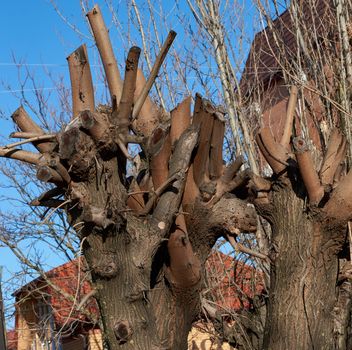 clipped tree crown acacia on city street, spring pruning