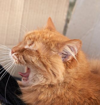 adult red cat sleeps and yawns, close up