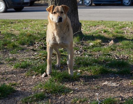 beige adult stray dog on a city street in spring afternoon