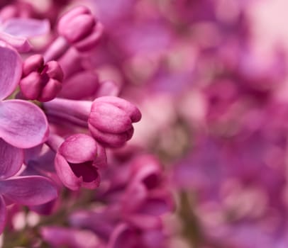 blooming purple lilacs, unblown buds, macro