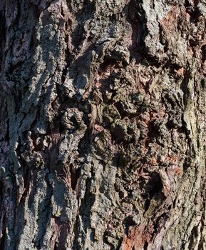 gray texture of acacia tree bark, full frame, element for designer, close up