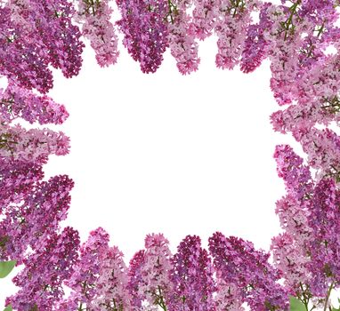 branch of purple lilac with flowers and green leaves isolated on white background, spring bouquet, set, holiday frame
