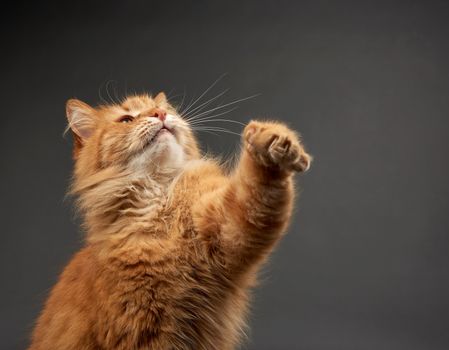 adult red cat raised his front paw up, animal is played on a black background, cute face