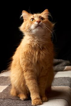 adult red cat with white mustache sits on a woolen blanket, dark background, animal looks up