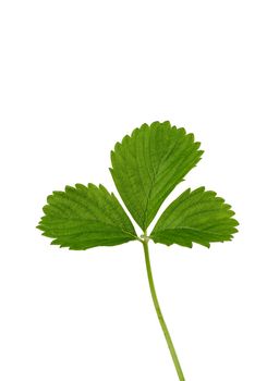 green strawberry leaf isolated on white background,close up