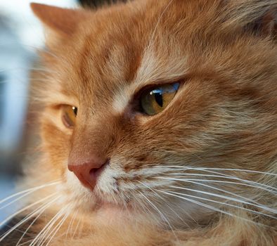 portrait of an adult ginger cat, close up