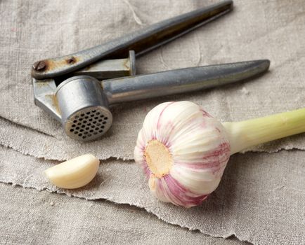 old metal garlic press and fresh young white garlic, close up