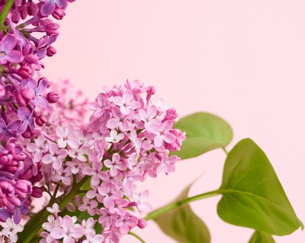 bouquet of purple and pink lilac on a pink background, macro, copy space