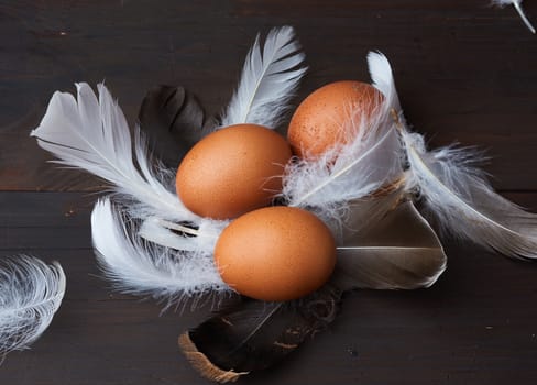 three brown whole chicken eggs in the middle of white feathers on a wooden background, close up