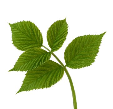 raspberry branch with green leaves isolated on white background, young shoot of a plant