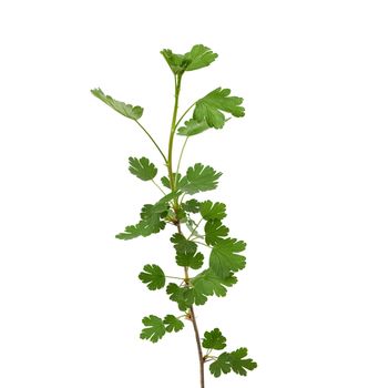 gooseberry branch with green leaves isolated on white background, close up