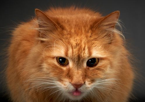 portrait of adult ginger cat with big white mustache, animal posing on black background, close up
